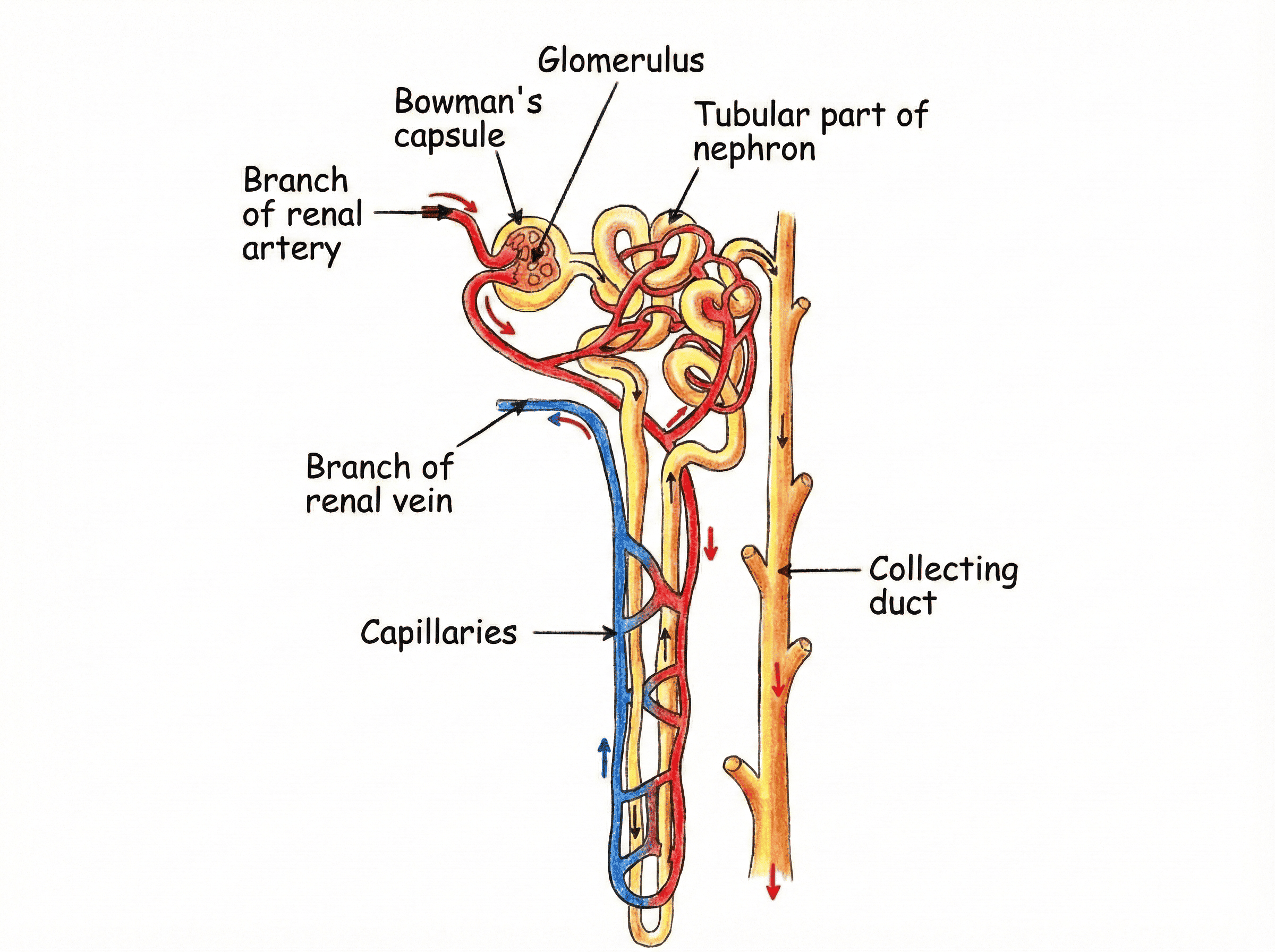Structure of a Nephron